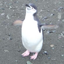 A Chinstrap penguin waving goodbye