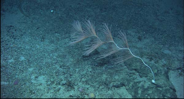 A large (2 m high) specimen of iridogorgia