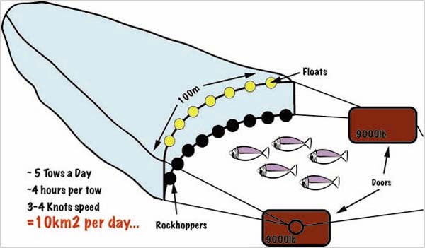 Illustration of a deep-water trawl net.
