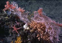 A coral complex from Manning Seamount