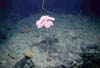 Colony of Metallogorgia melanotrichos  on New England Seamount Chain.