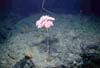 Colony of Metallogorgia melanotrichos on New England Seamount Chain.