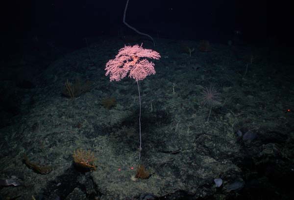 Colony of Metallogorgia melanotrichos on New England Seamount Chain.
