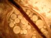 View of live Metallogorgia melanotrichos polyp with gonads.