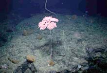Colony of Metallogorgia melanotrichos on New England Seamount Chain