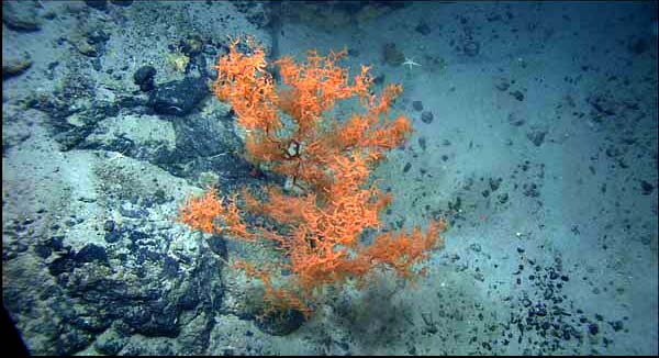 Bushy black coral (Leiopathes sp.) 