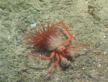 A hermit crab crawls along the sediment with an anemone hitching a ride.