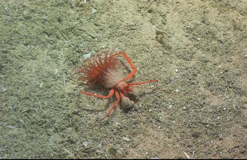A hermit crab crawls along the sediment with an anemone hitching a ride. These anemones will live on the shells of the hermit crabs forever.  
