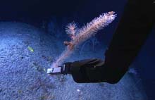 Bottlebrush white coral