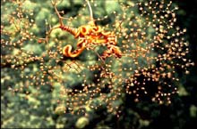 A brittle star (Ophiocreas) wraps its arms around the branches of a Metallogorgia coral.