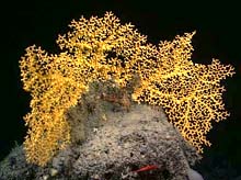 Enallopsammia coral