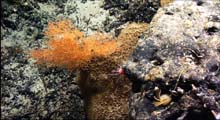 A bamboo coral and other suspension feeders grow on a rocky outcrop at 1630 meters depth.