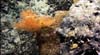 A bamboo coral and other suspension feeders grow on a rocky outcrop at 1630 meters depth.