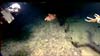 A Metallogorgia coral on a sediment-free ledge at 1600 meters depth.