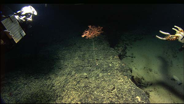 A Metallogorgia coral on a sediment-free ledge at 1600 meters depth.