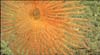 A close-up of the coral Iridogorgia showing the feeding polyps lined up on one side of the branches.