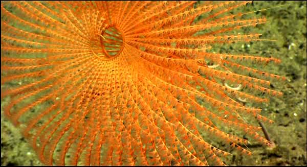 A close-up of the coral Iridogorgia