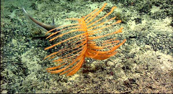 A grenadier drifts by a black coral.