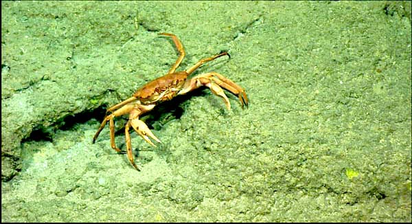 A red crab at 020 meters depth.