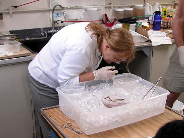 Paula Carlton, Teacher at Sea, examines specimens in the Bio/Analytical Lab on the Ronald H. Brown.
