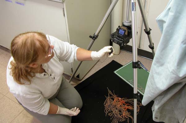 Paula Carlton, Teacher at Sea, photographs coral specimens in the Bio/Analytical Lab on the Ronald H. Brown.