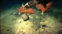 Hercules recovers a settlement block from one of the experimental sites on Manning Seamount.