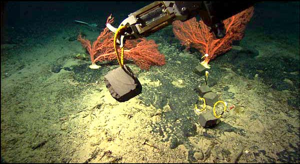 Hercules recovers a settlement block from one of the experimental sites on Manning Seamount. Two large <em>Paragorgia </em> bushes are visible in the background. 