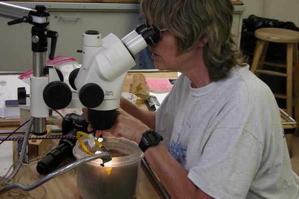 Susan Mills of the Woods Hole Oceanographic Institution examines a settlement block under a microscope. 