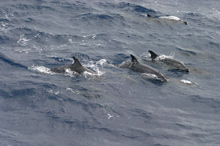 A pod of dolphins swimming toward the bow of the Ronald H. Brown in the early morning of August 8
