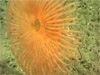 Video of the Milne-Edwards and Verrill Seamounts.