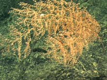 A red shrimp is visible in the branches of a Chrysogorgia coral.