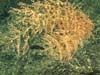 A red shrimp is visible in the branches of a Chrysogorgia coral.