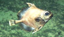 Oreo dory or false boarfish at Corner Rise. 