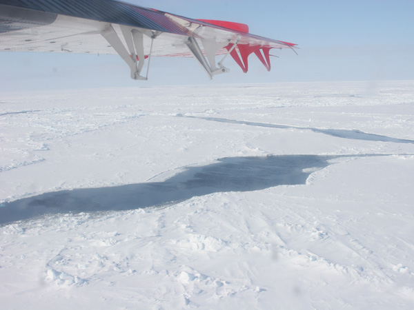 The winter habitat of the narwhal in Baffin Bay