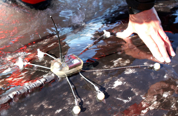 Satellite tag on a narwhal.