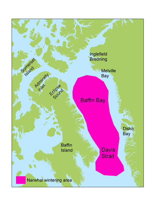Narwhal wintering areas (pink) in Baffin Bay