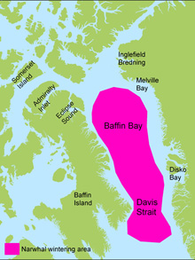 Narwhal wintering areas (pink) in Baffin Bay