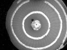 Cross section of bamboo coral from Davidson Seamount