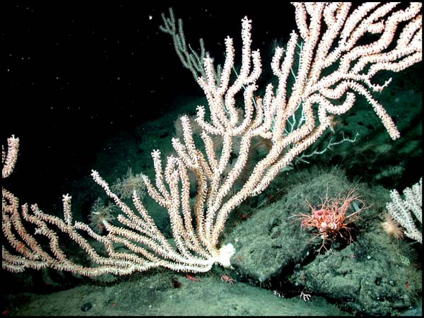 Bamboo coral ( <em>Keratoisis </em> sp.) at Davidson Seamount (1455 meters). Note the rather impressive diversity of animals associated with the coral.