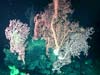 Bubblegum corals (Paragorgia arborea) measuring 2.5 m (8 ft) in height were not uncommon at the crest of the Davidson Seamount at 1,257 m depth.