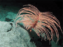 Feather pen-like coral (unidentified black coral) on the Davidson Seamount at 2467 meters depth.