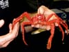 This bright red Lithodid crab is in the same family as king crabs.