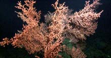 Bubblegum coral.