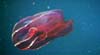 The red lobate comb jelly (Lampocteis sp.).