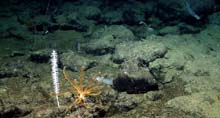 A swimming crinoid, also called a feather star.