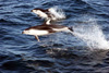 Pacific white-sided dolphin (Lagenorhynchus obliquidens) leap above the ocean waves.