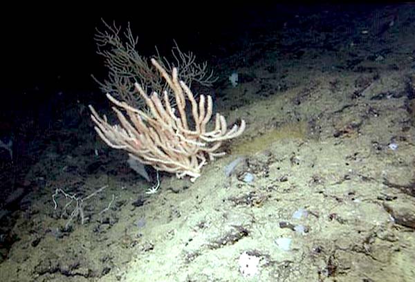 Bamboo coral like this can live to be more than 200 years old.