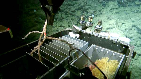 The mechanical arm of the ROV holds the ADCP current meter in front of a “bubblegum coral” Peragorgia sp. to measure the flow of particles around the coral.