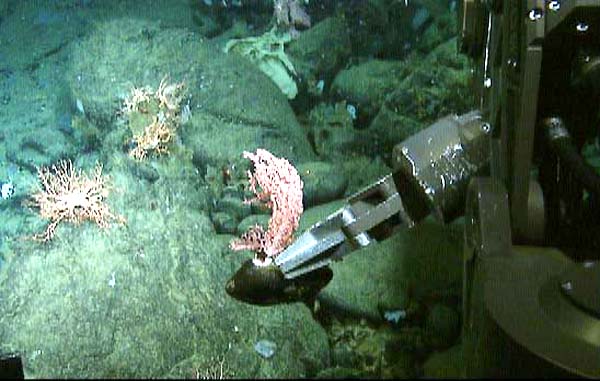 We were able to pick up this colony of pink coral still attached to a rock without breaking any branches.