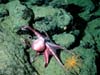 This curious octopus (Benthoctopus sp.) was found at 2,422 m depth next to an orange stalked crinoid (feather star) on the Davidson Seamount.